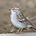 Chipping Sparrow